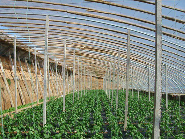 工業(yè)暖風(fēng)機(jī)在溫室大棚的應(yīng)用